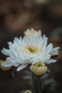 Close-up of white flowering plant