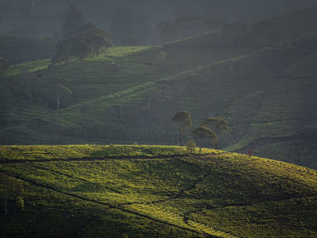 Scenic view of agricultural field