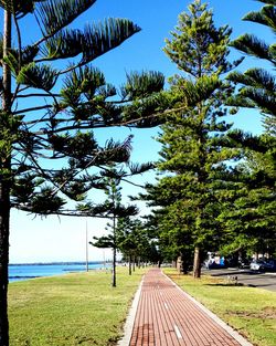 Empty road along trees