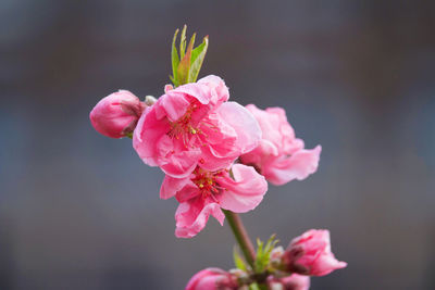 Close-up of pink cherry blossoms