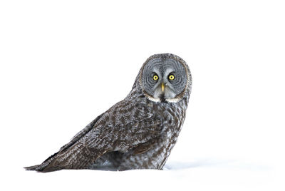 Close-up of a bird over white background