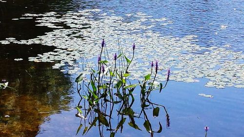 Water lily in pond