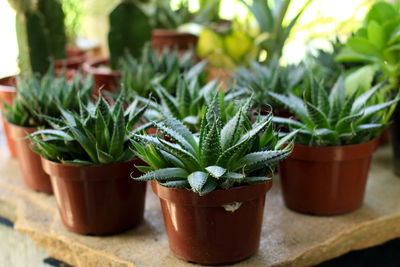 Close-up of potted plants on table