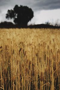 Scenic view of wheat field against sky