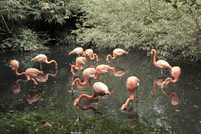 High angle view of flamingoes swimming in lake