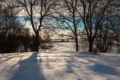 Bare trees on snow covered landscape