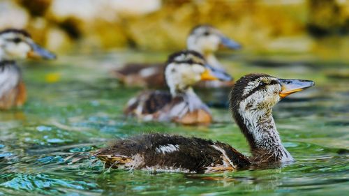 Close-up of duck swimming in lake