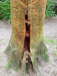 Close-up of tree trunk in field