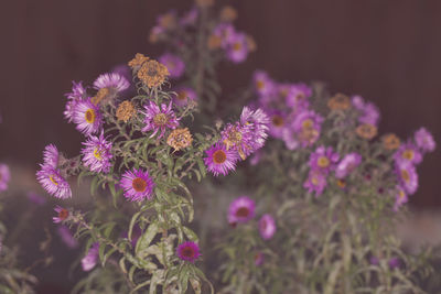 Close-up of pink flowering plants