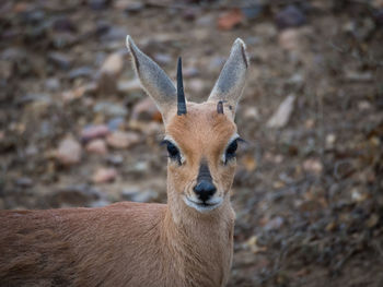 Close-up portrait of steenbok antelope, kruger national park, south africa