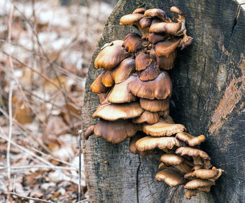 Close-up of mushrooms on tree trunk