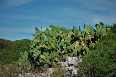 Cactus growing on field against sky