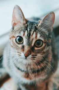 Close-up portrait of cat