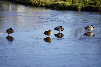 Ducks swimming in lake