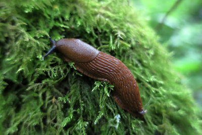 Close-up of slug on plants