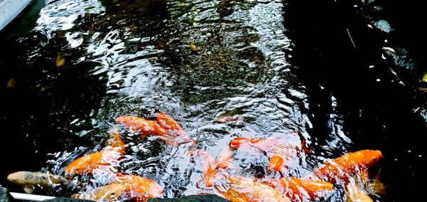 High angle view of koi carps swimming in lake