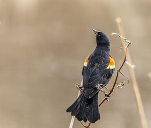 Close-up of bird perching