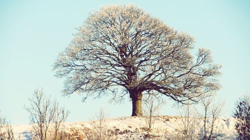 Low angle view of bare trees against clear sky