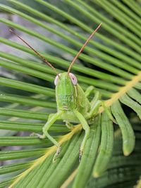 Close-up of insect on leaf