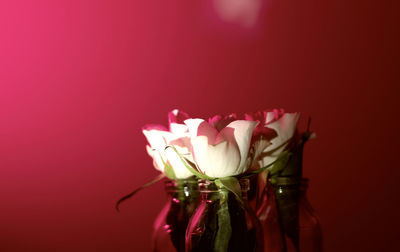 Close-up of pink flower vase against red background