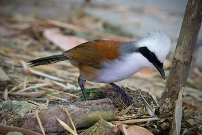 Close-up of bird perching on wood