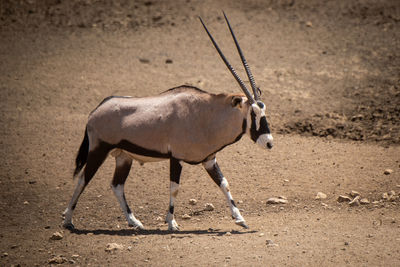 Gemsbok walks across stony ground lifting hoof