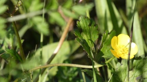 Close-up of yellow flowering plant on field