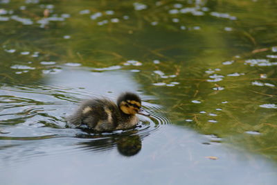 Duck swimming in lake