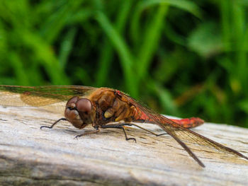 Close-up of lizard on wood