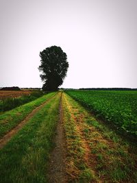 View of agricultural field against clear sky