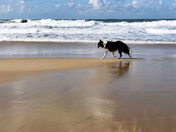 Dog running on beach by sea against sky