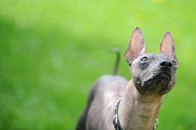 Close-up of a dog looking away