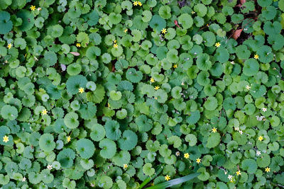 Full frame shot of plants growing on field