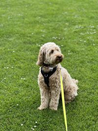 Dog sat on grassy field