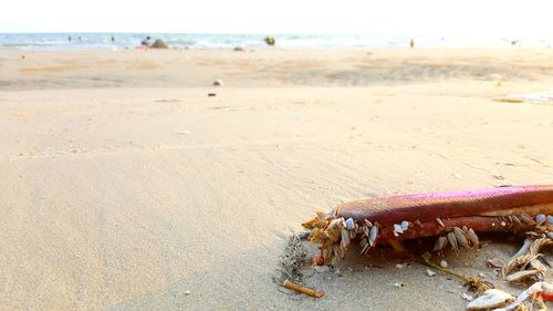 Close-up of crab on beach