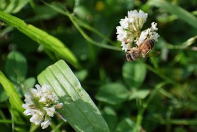 Close-up of bee on flower