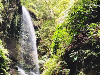 Scenic view of waterfall in forest