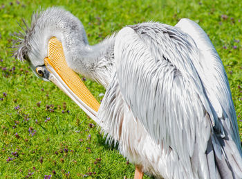 Red-ragged girly cultivates its soft plumage