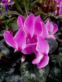 Close-up of pink crocus blooming outdoors