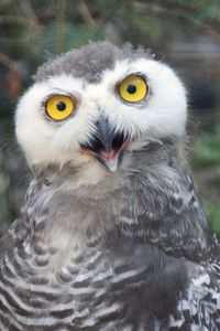 Close-up portrait of owl