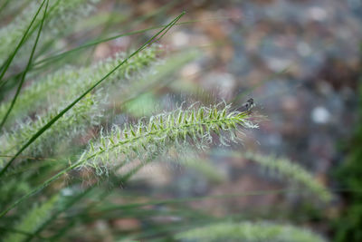 Close-up of plant