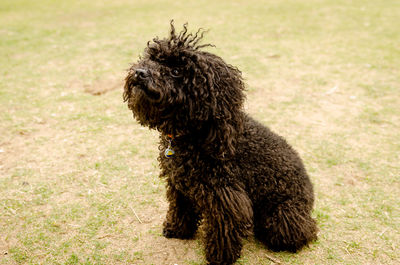 Close-up of dog sitting on grass