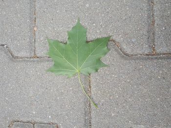 High angle view of leaf on street