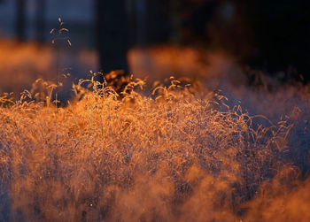 Close-up of frozen pine forest plants against blurred background at sunset