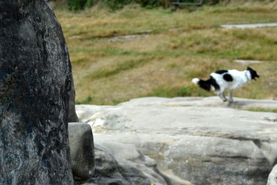 Cat on rock