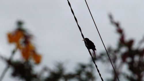 Close-up of bird against blurred background