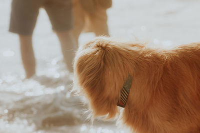 Close-up of dog standing against blurred background