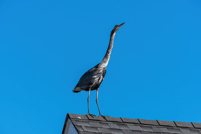 Low angle view of bird perching on roof against blue sky