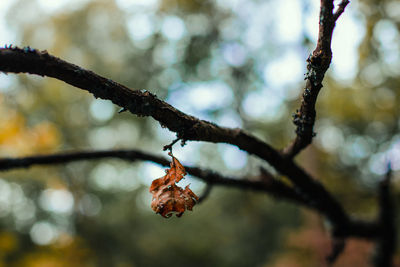 Close-up of snow on branch