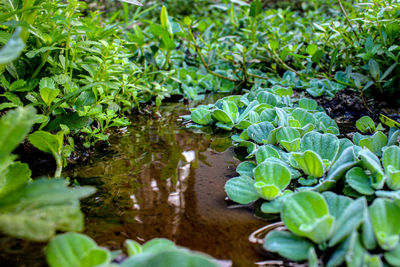 Close-up of lotus leaves floating on water